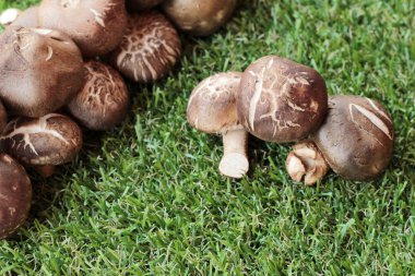 Yemek pişirmek için sebze ve mantar