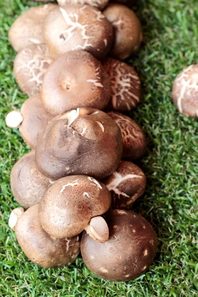 Yemek pişirmek için sebze ve mantar