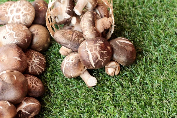 Yemek pişirmek için sebze ve mantar — Stok fotoğraf