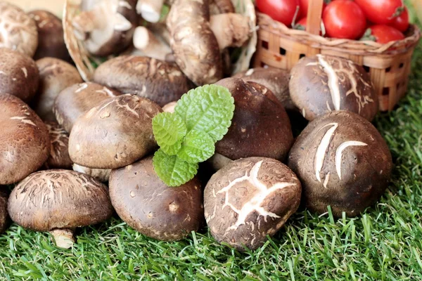 Cogumelos e legumes para cozinhar — Fotografia de Stock