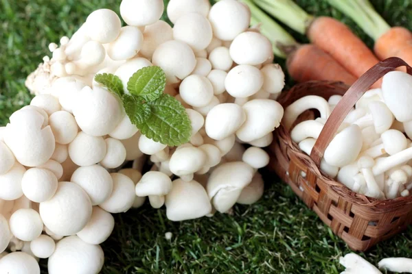 Yemek pişirmek için sebze ve mantar