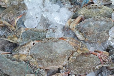 Pazarda yemek için taze deniz Yengeç.