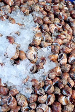 Taze salyangoz yemek pişirmek için buz ile.