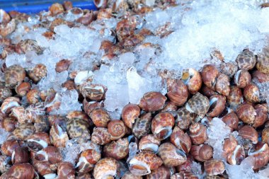 Taze salyangoz yemek pişirmek için buz ile.