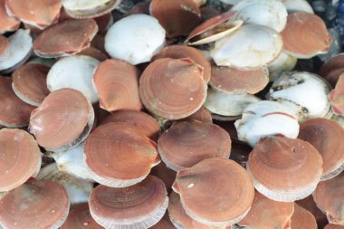 belgili tanımlık çarşı içinde yemek pişirmek için taze tarak.