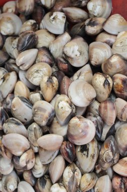 Taze salyangoz yemek pişirmek için buz ile