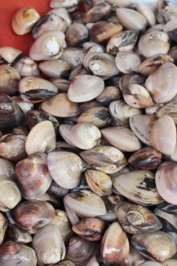 Taze salyangoz yemek pişirmek için buz ile.