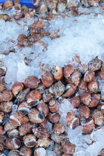 Fresh snails with ice for cooking. — Stock Photo, Image