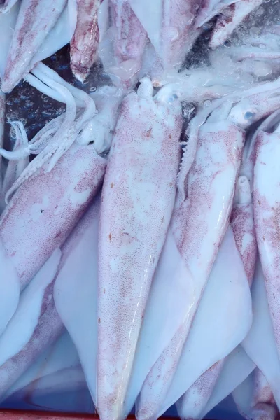 Fresh squid for cooking in the market. — Stock Photo, Image