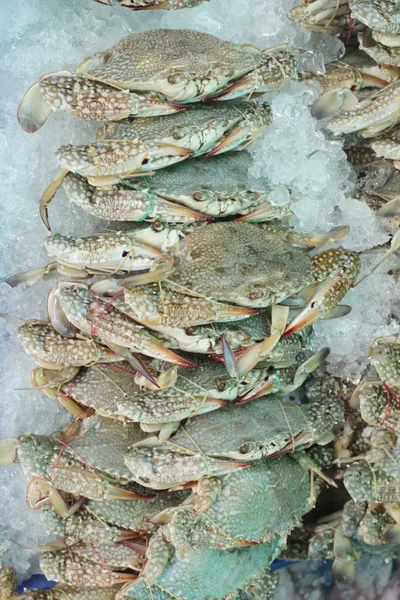 Свежий морской краб для приготовления пищи на рынке — стоковое фото