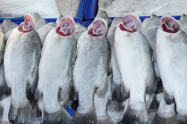 Pesce fresco per cucinare nel mercato . — Foto Stock