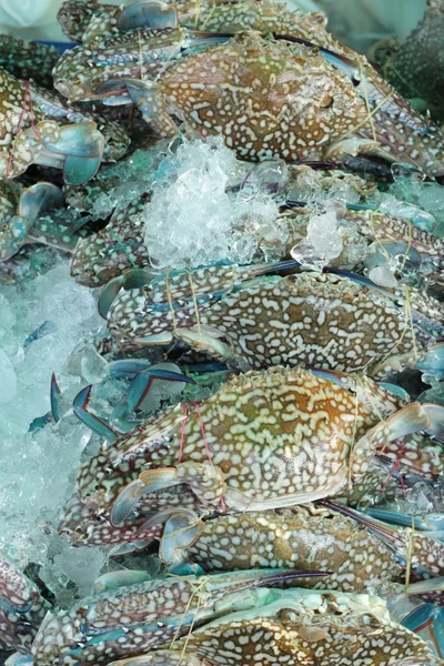 Fresh sea crab for cooking in market. — Stock Photo, Image