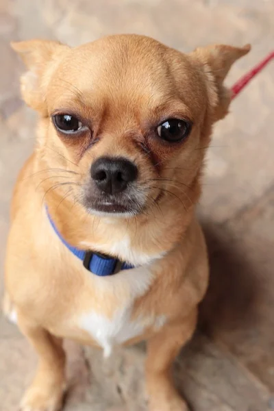 Chihuahua pies siedzi i patrzy. — Zdjęcie stockowe