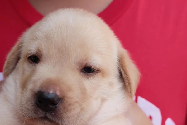 Labrador pup hond bruin schattig. — Stockfoto