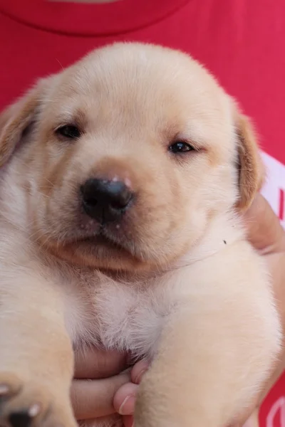 Labrador pup hond bruin schattig. — Stockfoto