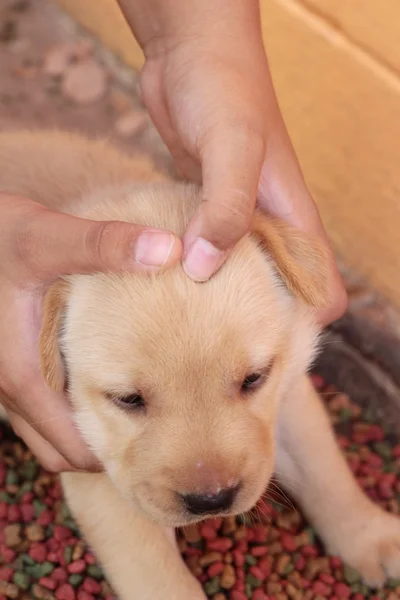 Labrador pup hond bruin schattig. — Stockfoto