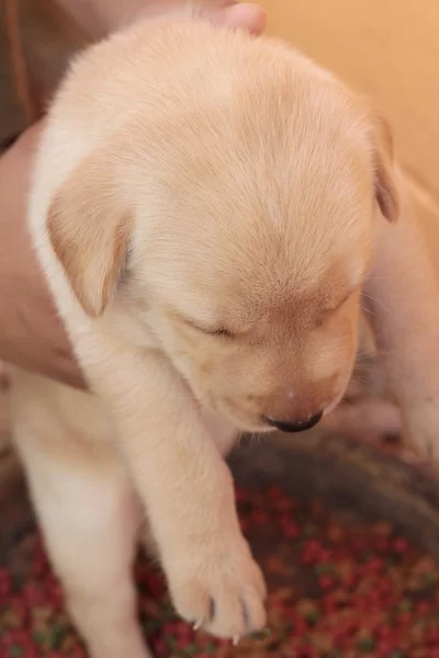 Labrador pup hond bruin schattig. — Stockfoto