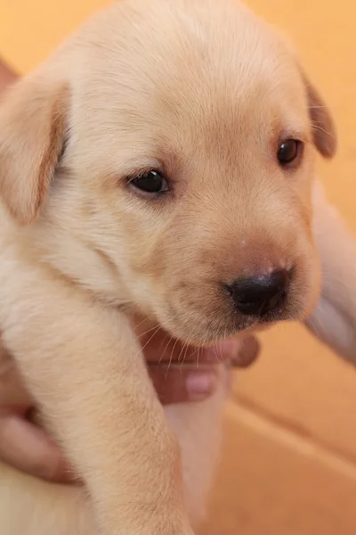 Labrador pup hond bruin schattig. — Stockfoto