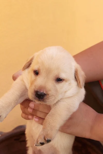 Labrador puppy dog brown cute. — Stock Photo, Image