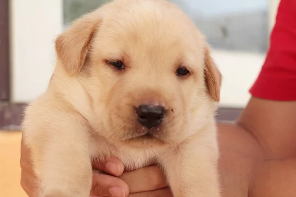 Labrador Štěně psa brown roztomilé. — Stock fotografie