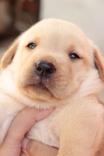 Labrador puppy pies brązowy ładny. — Zdjęcie stockowe