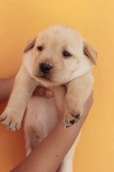 Labrador puppy dog brown cute. — Stock Photo, Image