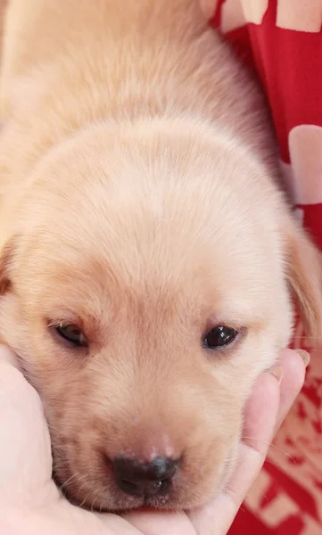 Labrador puppy dog brown cute. — Stock Photo, Image