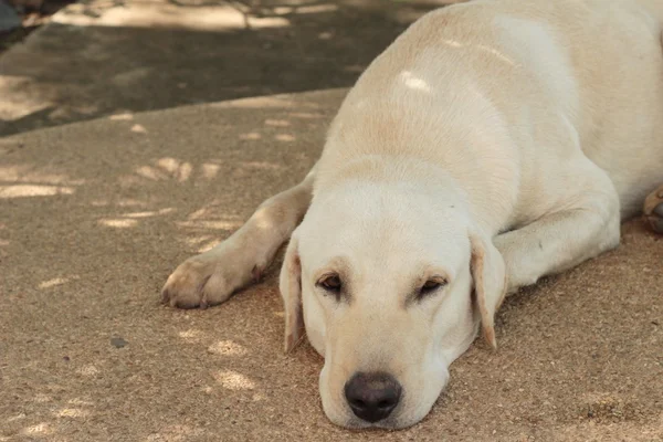 Labrador perro marrón —  Fotos de Stock