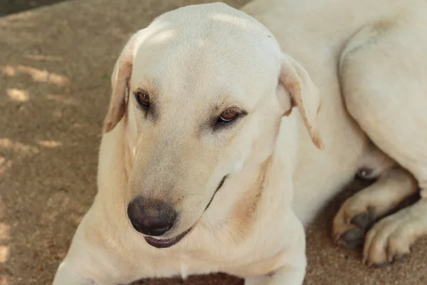 Labrador cão marrom — Fotografia de Stock