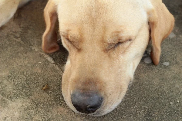 Labrador köpek kahverengi — Stok fotoğraf