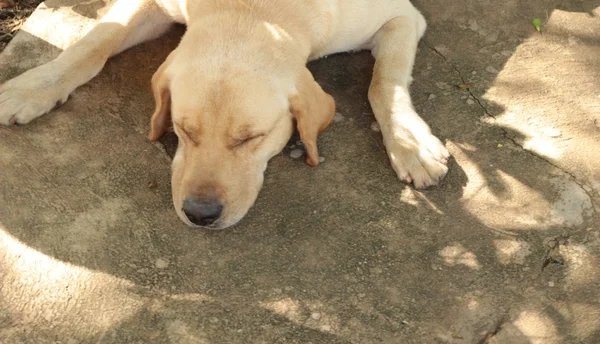 Labrador köpek kahverengi — Stok fotoğraf