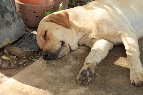 Labrador perro marrón — Foto de Stock