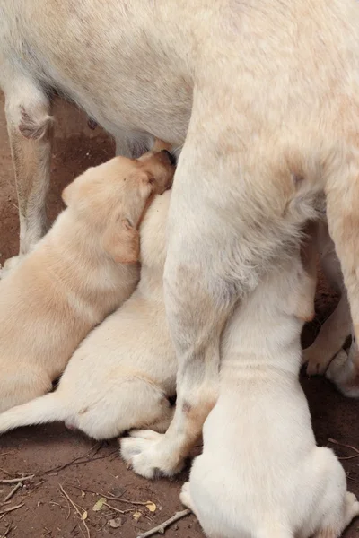 Mom and labrador puppies suckling in park. — Stock Photo, Image