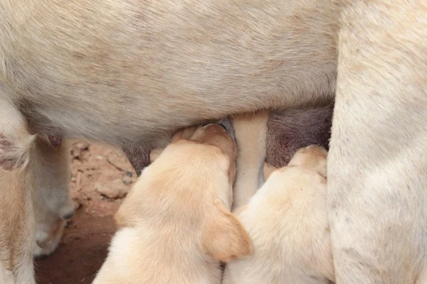 Parkta emdikleri anne ve labrador yavruları. — Stok fotoğraf