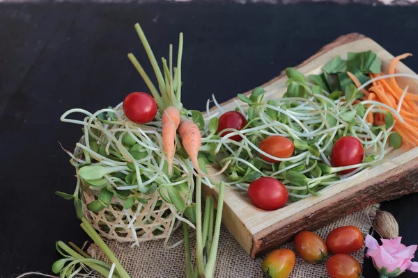 Grüne junge Sonnenblumensämlinge und Tomatensalat — Stockfoto