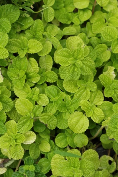 Hojas de menta de pimienta en el jardín . — Foto de Stock