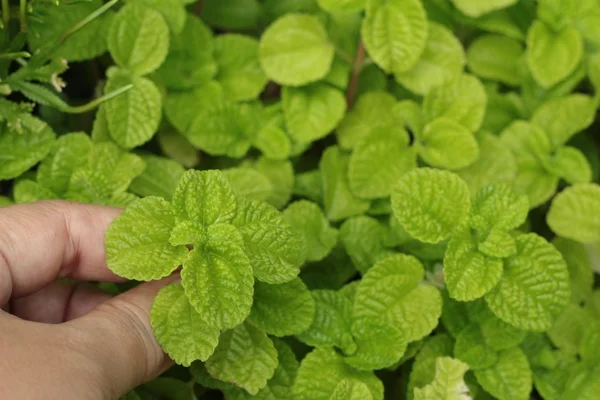 Hojas de menta de pimienta en el jardín . — Foto de Stock