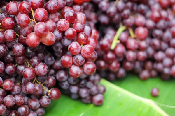 Закрыть свежий фруктовый виноград в природе — стоковое фото