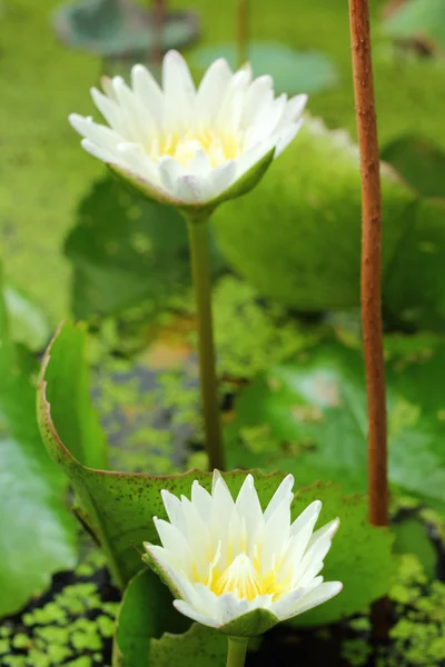 Fiore di loto - mentre fiore nella natura — Foto Stock