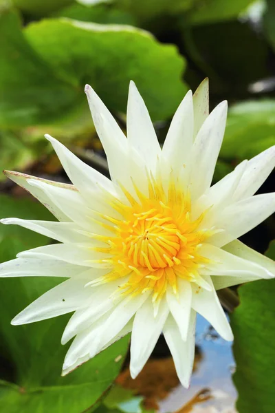 Fiore di loto - mentre fiore nella natura — Foto Stock