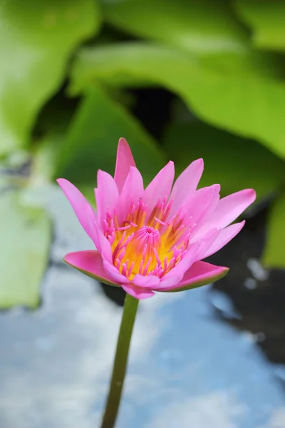 Lotus flower - pink flower in the nature — Stock Photo, Image