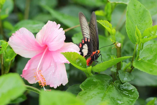 Fleur d'hibiscus rose et papillon dans la nature . — Photo