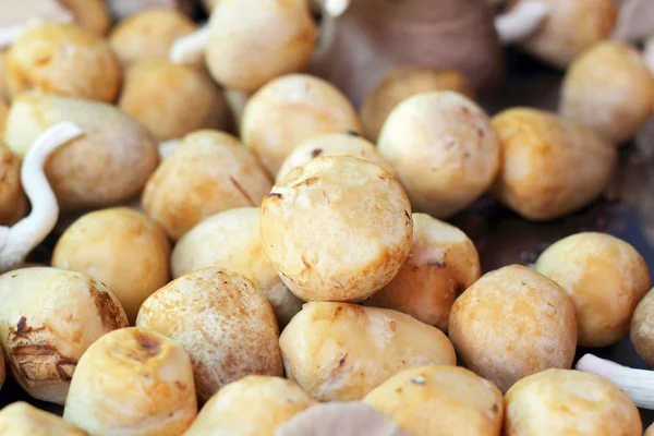 Fresh mushrooms in the market — Stock Photo, Image