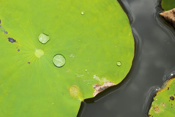 Green lotus leaf in nature — Stock Photo, Image
