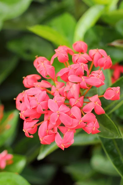 Flor roja de Ixora en la naturaleza —  Fotos de Stock