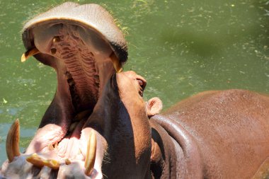 doğada su aygırı portre