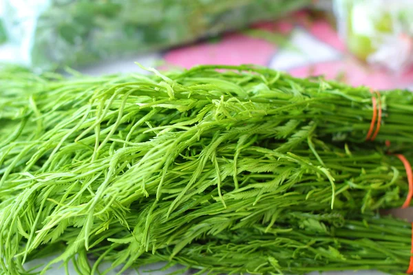 Acacia Pennata in Thai fresh market — Stock Photo, Image