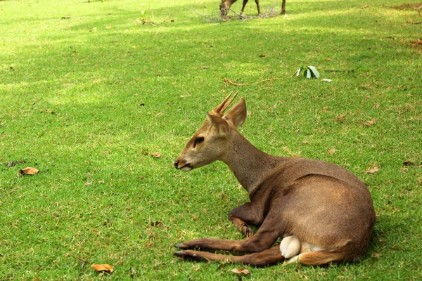 Sika cervo nella natura — Foto Stock