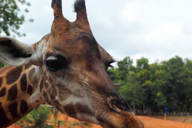 zürafa ve doğa Hayvanat Bahçesi