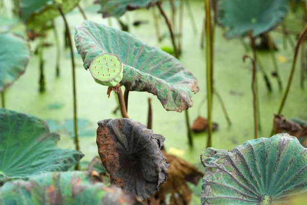 Lotus seeds in the nature — Stock Photo, Image